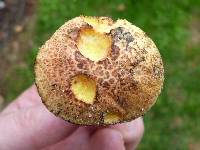 Amoenoboletus weberi image