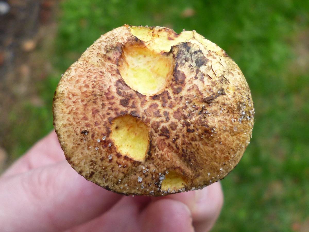 Amoenoboletus weberi image