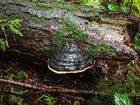 Fomitopsis mounceae image