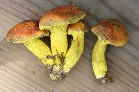 Pulveroboletus ravenelii image