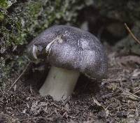 Tricholoma pullum image