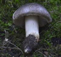 Tricholoma pullum image