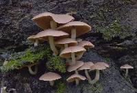 Psathyrella conissans image