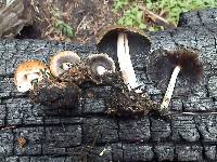 Coprinellus bipellis image