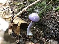 Cortinarius iodes image