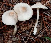 Leucocoprinus cepistipes image