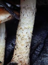 Pholiota brunnescens image