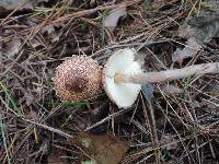 Lepiota fuscosquamea image