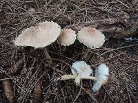 Lepiota magnispora image