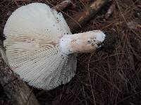 Russula densifolia image