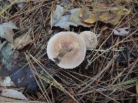 Clitocybe martiorum image