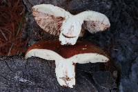 Russula ventricosipes image