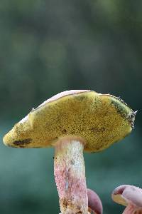 Boletus patrioticus image