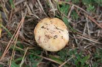 Amanita rubescens var. rubescens image