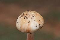 Amanita rubescens var. rubescens image