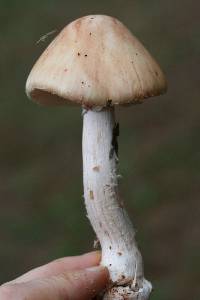 Amanita rubescens var. rubescens image