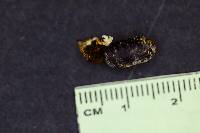 Cordyceps tenuipes image