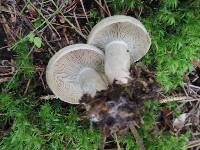 Lactarius chelidonium image