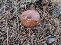 Suillus luteus image