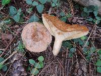 Lactarius chelidonium image