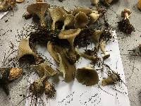 Ampulloclitocybe clavipes image