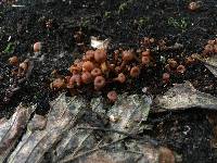 Xeromphalina kauffmanii image