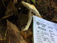 Lepiota magnispora image