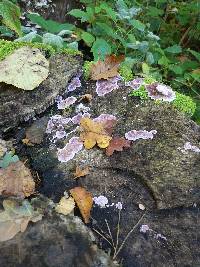 Chondrostereum purpureum image