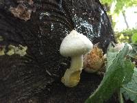 Hemipholiota populnea image