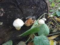 Hemipholiota populnea image