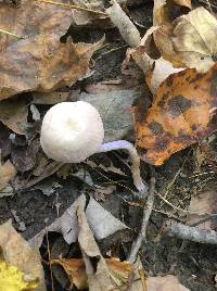 Laccaria amethystina image