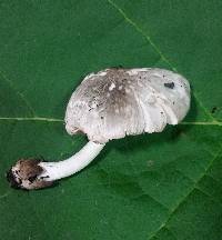 Volvariella taylori image