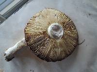 Russula vinosa image