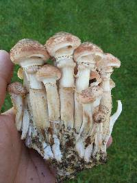 Armillaria solidipes image