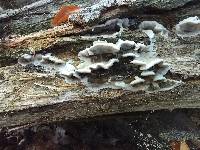 Bjerkandera adusta image