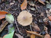 Entoloma formosum image