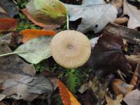 Entoloma formosum image