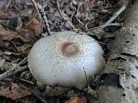 Agaricus vinosobrunneofumidus image