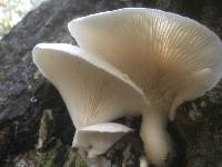 Pleurotus dryinus image