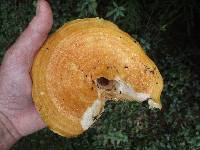 Lactarius psammicola image