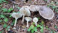 Pseudoclitocybe cyathiformis image