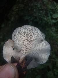 Polyporus brumalis image