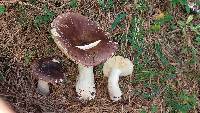 Russula cyanoxantha image