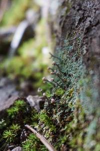 Cladonia peziziformis image
