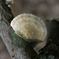 Poronidulus conchifer image