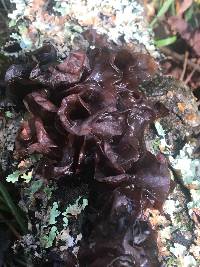 Phaeotremella frondosa image