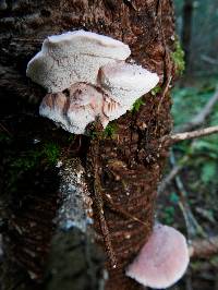 Leptoporus mollis image