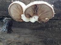 Hemipholiota populnea image