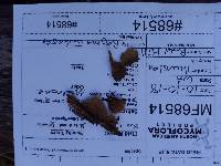 Hydnoporia tabacina image