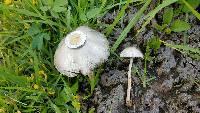 Panaeolus antillarum image